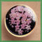 セール/碌山/【薩摩ボタン】桜・20mm単品